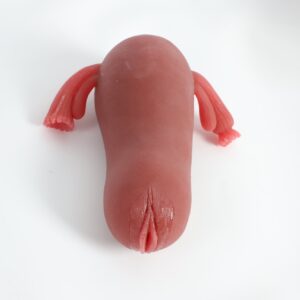 Masturbador de trompas de Falópio 3.jpg